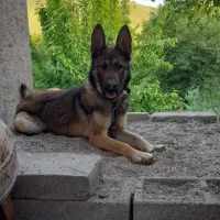 سگ ژرمن