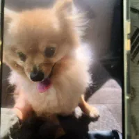 سگ پامرین گمشده