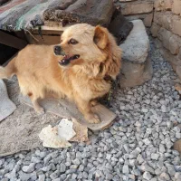 پاکوتاه ماده