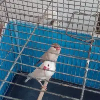 جفت فنج نرگسی باقفس