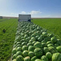 کارگر برای بارگیری هندوانه