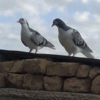 سیاه شاپرسفید باخت دادم