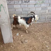 بز فروشی