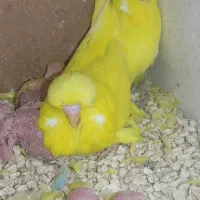 مرغ عشق انگلیسی گرید A وارداتی