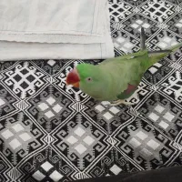 شاه طوطی ماده