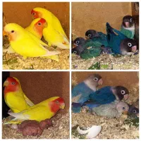 جفت طوطی کوتوله برزیلی با جوجه