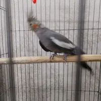 عروس هلندی با قفس و تمام تجهیزات