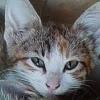 گمشده‌بچه‌گربه‌۴‌ماهه
