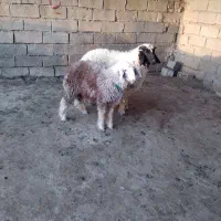 قوچ عراقی گوسفند بره نر ماده