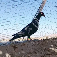 کلاغ پالخت
