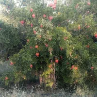 باغ انارستان ۷۰۰۰متری در جاده چیچست