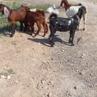 بز 3نر2ماده