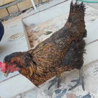 مرغ تخم گذار
