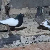 تعداد سینه سیاه جفتی جوجه سینه چندتا طوقی