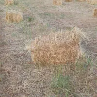 یونجه زعفران