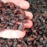 کشمش آفتاب خشک