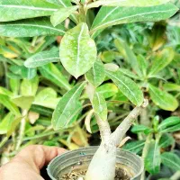 گیاه آدنیون.پیله آ.گل سنگ*  ارسال رایگان