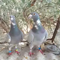 نروماده مسافتی مسافت بلند