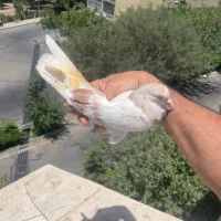 کفتر پرشی