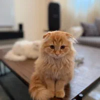 گربه اسکاتیش‌ فولد