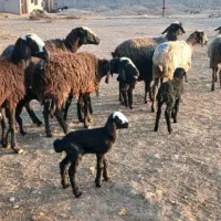 فروش میش بره دار تمام جوان شالی