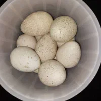 تخم بوقلمون نطفه دار