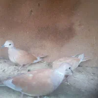 کبوتر خانگی
