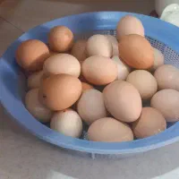 تخم مرغ محلی