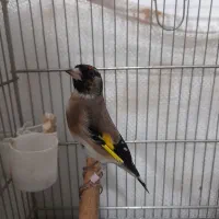 سهره سیاه سر