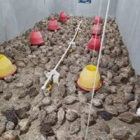 شغل خانگی بلدرچین تخمگذار