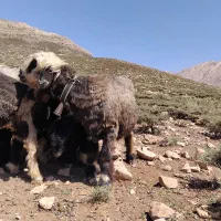 میش داشتی