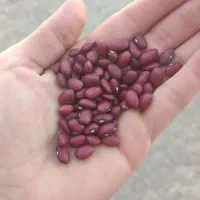 لوبیا جیگری