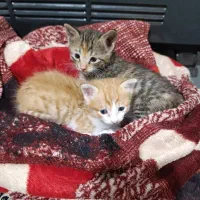 واگذاری رایگان بچه گربه ۳ماهه