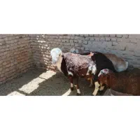 قوچ خوش هیکل