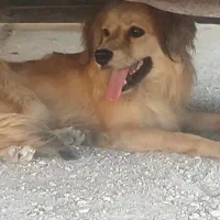 سگ نژاد کوکونی