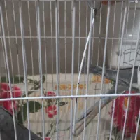 عروس هلندی بالغ حرف میزنه
