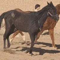 اسب دستی|اسب و تجهیزات اسبسواری|آران و بیدگل, |دیوار