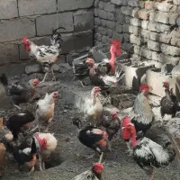 حراج باورنکردنی مرغ و خروس محلی اصل