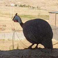 مرغ چینی