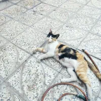 گربه خانگی و 4 عدد بچه گربه دوست داشتنی