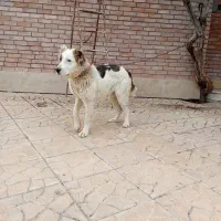 ماده الابای11ماهه