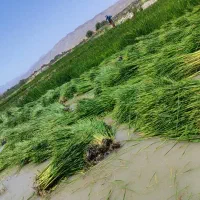 اجاره-زمین-کشاورزی