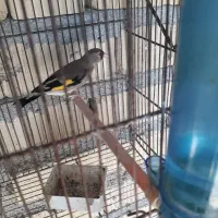 ماده سهره معاوضه با جوجه سهره