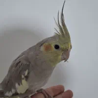 پرنده