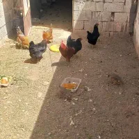 مرغ محلی تخم گذار