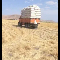 کاه گندم