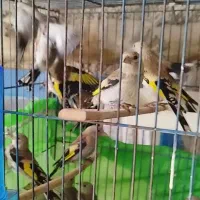 جوجه سهره شاه تخم