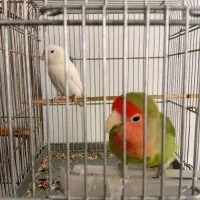 طوطی برزیلی عروس هلندی