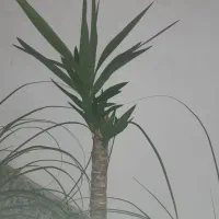 یوکا