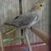 عروس هلندی ماده